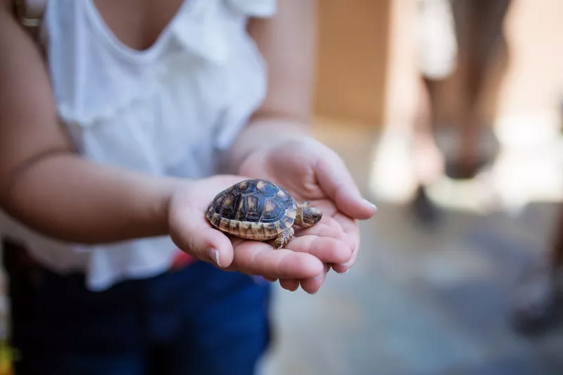 7 Family Pets That Could Make You Sick